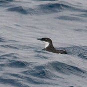 Craveri's Murrelet